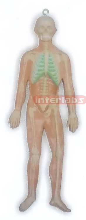 HITCH-HANGING HUMAN SKELETON SYSTEM MODEL